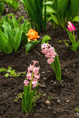 Garden tools, fresh young flowers, seedlings. Gardening concept background. Spring seasonal