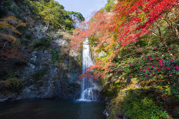 Fototapeta na wymiar 箕面の滝