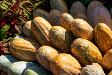 Garden landscape piled up with pumpkins and various melons and fruits in the Harvest Festival