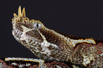 A portrait of a Rhinoceros Adder against a black background
