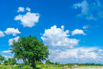 rural meadow with the ground and Tree green leaves on with fluffy clouds blue sky daylight background.