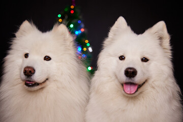 Two happy dogs are smiling sweetly against the background of a Christmas tree. Dogs are waiting for gifts. Samoyeds. Happy New Year and Merry Christmas!