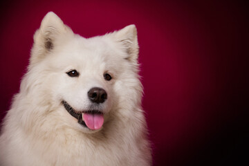 A happy dog smiles on an isolated burgundy background. Samoyed.