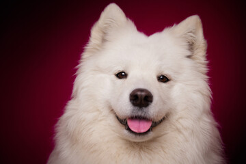 A happy dog smiles on an isolated burgundy background. Samoyed.