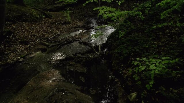 Small forrest stream in spring.