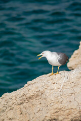 Gaviota con su amarillo pico abierto sobre las rocas del acantilado con el mar Mediterráneo de fondo desenfocado en la ciudad de Benidorm.