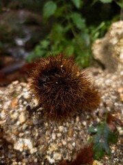 Fallen chestnut husk