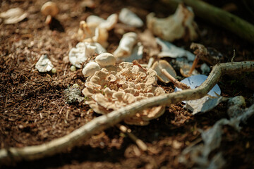 Tag im Wald