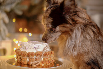 
New Year's cake for dogs