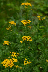 Rainfarn (Tanacetum vulgare)