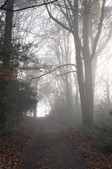 a foggy road leading up to the Kymin in Monmouthshire with the sun beaming through the mist
