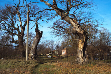 Šalinac Grove in Šalinac village near Smederevo Serbia is a protected old growth forest of marsh...