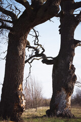 Šalinac Grove in Šalinac village near Smederevo Serbia is a protected old growth forest of marsh oak trees now dead tree trunks