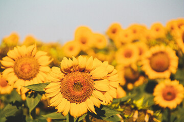 sunflower field