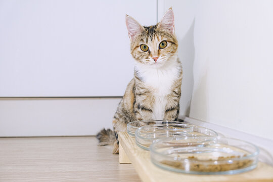 Small tricolor mongrel cat sits in front of its food and water bowls. Keeping pets in the apartment, feeding cats.