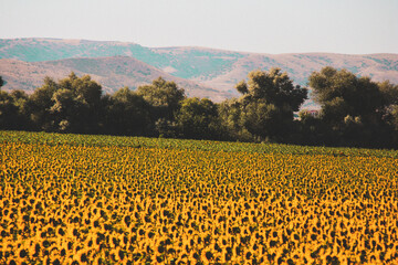 sunflower field