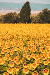 sunflower field