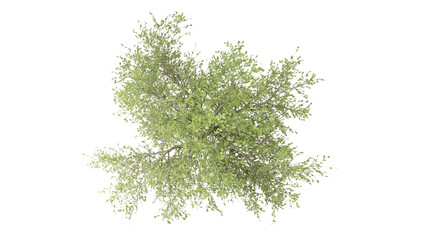 OAK tree, 3d rendering of top view oak tree isolated on transparent PNG background	