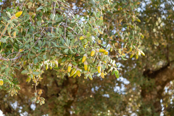 Several green and brown acorns hanging at the branches of an oak tree in early autumn