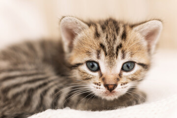 Fototapeta na wymiar cute, cute gray kitten on a light background.