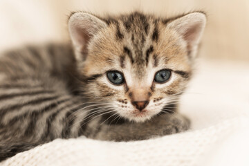cute, cute gray kitten on a light background.