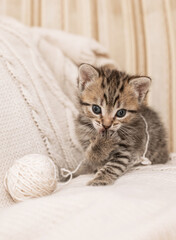 Fototapeta na wymiar dull, cute gray kitten with a ball of yarn on a light background.