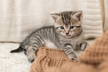 cute, cute gray kitten with a bow sleeps on a light background
