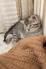 cute, cute gray kitten on a light background.