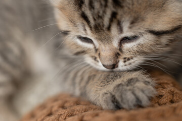 cute, cute gray kitten with a bow sleeps on a light background
