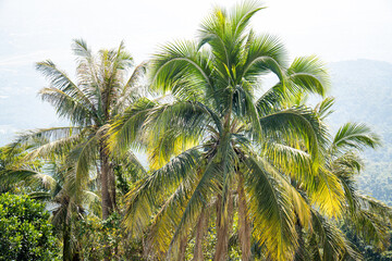 exotische Palmen von der Seite und oben fotografiert mit frischen Kokosnüssen und einer thailändischen Stadt im Hintergrund, da das Bild von einem Bergtempel aus aufgenommen wurde