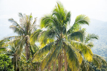 Fototapeta na wymiar exotische Palmen von der Seite und oben fotografiert mit frischen Kokosnüssen und einer thailändischen Stadt im Hintergrund, da das Bild von einem Bergtempel aus aufgenommen wurde