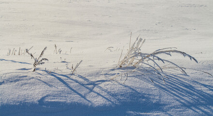 Winter scene with fresh snow on dried plants. Shallow depth of view, blurred background. Frozen grass on the fields with copy space. Winter concept