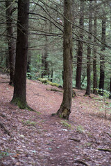 Hiking along a trail between the trees