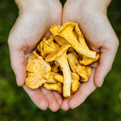 Wild orange chanterelles in the hands. Forest mushrooms, close-up.