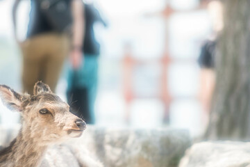 広島 観光客に囲まれて暮らす宮島の野生の鹿