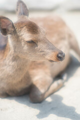 広島 暖かい日差しを浴びてリラックスする宮島に暮らす鹿