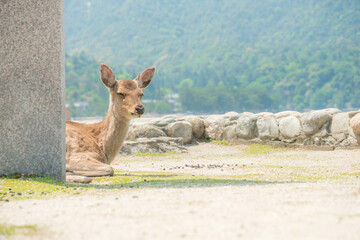 広島 宮島でのんびり過ごす野生の子鹿 - obrazy, fototapety, plakaty