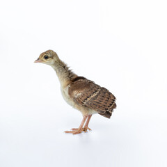 A little, light brown young Indian peafowl was photographed up close in a studio against a stark white background.