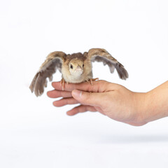 Close up of a light brown Indian pea perched on a human hand turned in the studio opposite a bright white background.