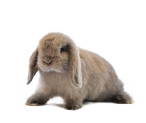rabbit isolated on transparent png