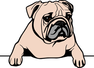 French bulldog Peeking Dogs. French bulldog breed. Color image of a dogs head isolated on a white background. The dog stuck out its tongue.
