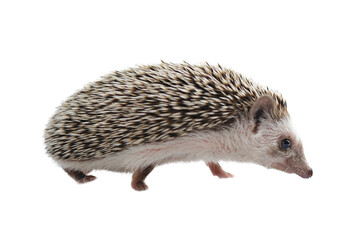 hedgehog isolated on transparent png