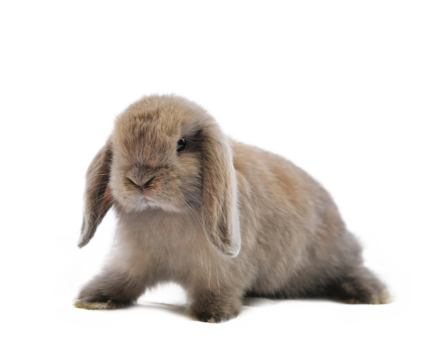 rabbit isolated on transparent png