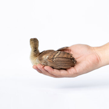Close up of a light brown Indian pea perched on a human hand turned in the studio opposite a bright white background.