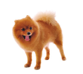 Fototapeta na wymiar Pomeranian Spitz dog. Portrait on transparent png