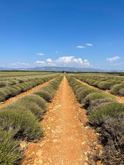 Lavender Fields at summer 