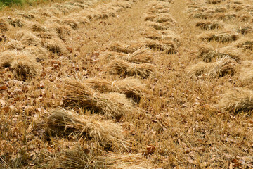 Bunches of harvested golden wheat in an agricultural field ready to be transported