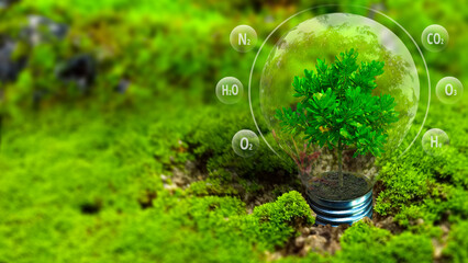 tree inside light bulb with moss background