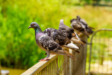 Pigeons, in the Yarkon Park