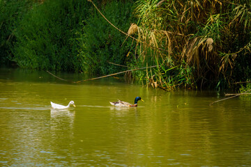 Mallards, in the Yarkon River,
